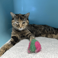 BOREALE, chatte à adopter