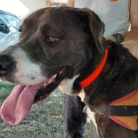 RUBY, chienne à adopter
