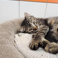 LAVANDE, chatte à adopter