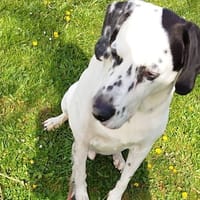 LOOKY, chien à adopter