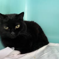 NABIE, chatte à adopter