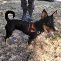 TRUFFE (réservée), chienne à adopter