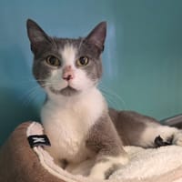 Barry reservé, chat à adopter
