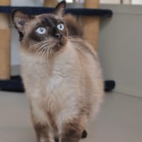 Pacha, chat à adopter