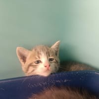 IRON, chat à adopter