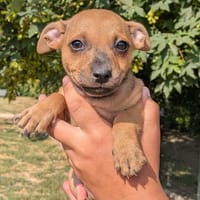 POLLUX, chien à adopter