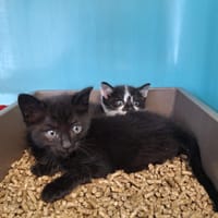 FILOU, chat à adopter