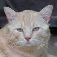 CARAMEL, chat à adopter