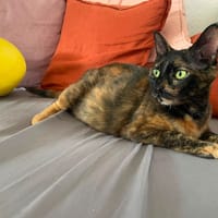 CLAUDIE, chatte à adopter