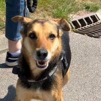 LOOCKIE, chienne à adopter