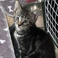 ELVIN, chat à adopter