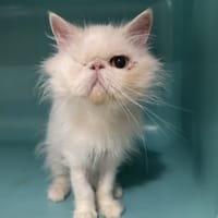 milady, chatte à adopter