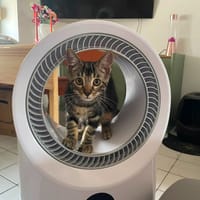 YGRAINE, chatte à adopter