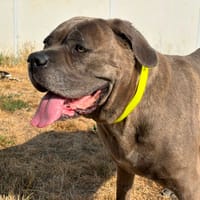 Nanou, chienne à adopter