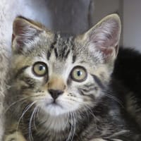 ROBINSON (RESERVE), chat à adopter