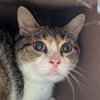 LAYA A11545, chatte à adopter