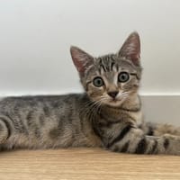 THETYS, chatte à adopter
