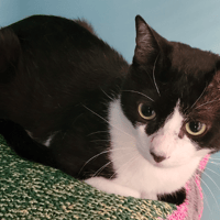 BERLIOZ, chat à adopter