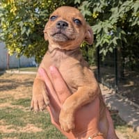 PANDORA, chienne à adopter