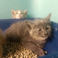 BRUME, chatte à adopter