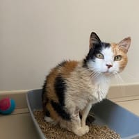 Ptissa, chatte à adopter