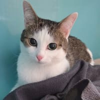 Venus, chatte à adopter