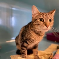 Zoé, chatte à adopter