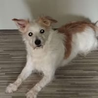 PONGO, chien à adopter