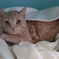 Abricot reservée, chatte à adopter