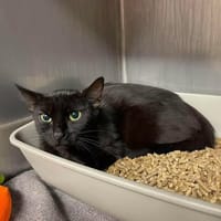 SHERYL, chatte à adopter