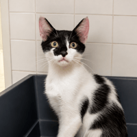 Noiraud [Chaton], chat à adopter