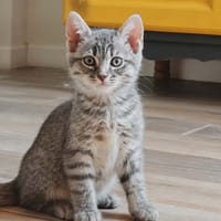 ARSENE, chat à adopter