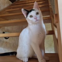 Greg, chat à adopter