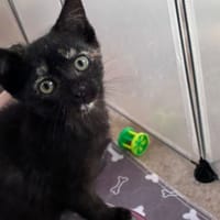 ESILA, chatte à adopter