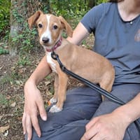 PITA, chienne à adopter