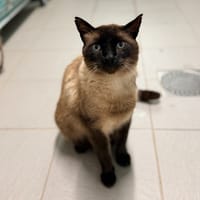 HERMES FIV+, chat à adopter