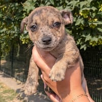 PRINCE, chien à adopter