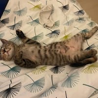 GUENIEVRE, chatte à adopter