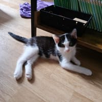 NDUDUE, chat à adopter