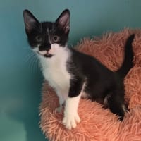 Melba réservé, chat à adopter