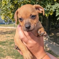 PABLO, chien à adopter