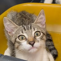 Rio [Chaton], chat à adopter