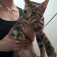SELTY, chatte à adopter
