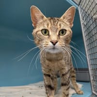 CHOUQUETTE, chatte à adopter