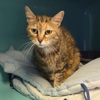 Princesse, chatte à adopter