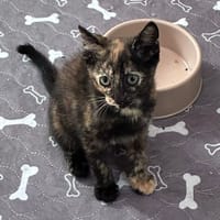 ELISEE, chatte à adopter
