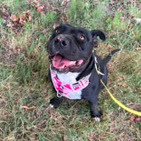 NALA, chienne à adopter