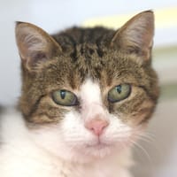 zozo, chat à adopter