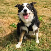 BRULU QCN (a trouvé sa famille), chienne à adopter