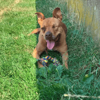 ROXY, chienne à adopter